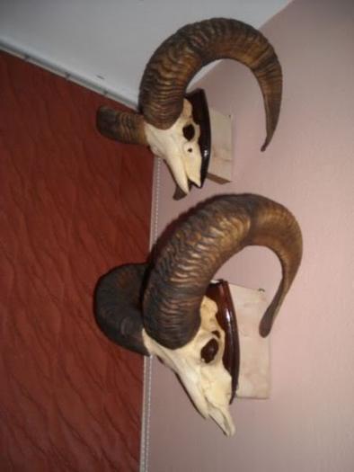 Mufloni_2 bucati ( 575 ambele )/750€