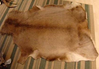 CN175)225  ciervo_1,55x1,15; piel de ciervo_1,55x1,15
