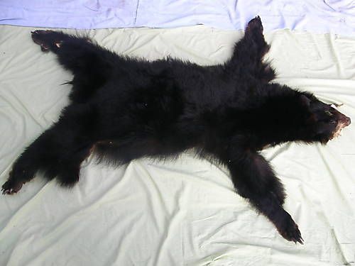 CNG1225)1400€    Piel de oso; piel  de oso
