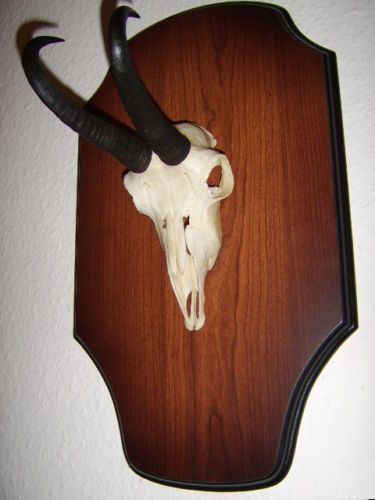 (CNk145)195€     21,5cm; Trofeo de rebeco 21,5 cm
