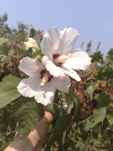 60 - Hibiscus Syriacus