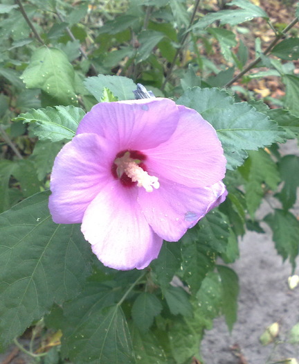 68 - Hibiscus Syriacus