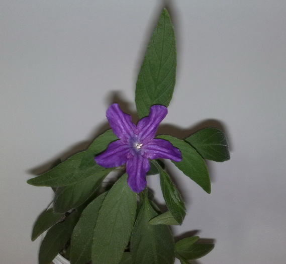 floarea semana cu clematita - FLORILE MELE DRAGI