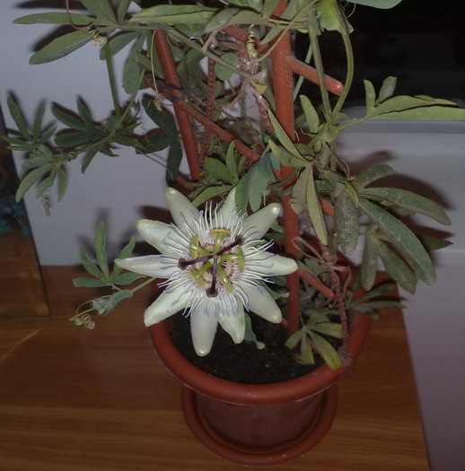 passiflora - FLORILE MELE DRAGI