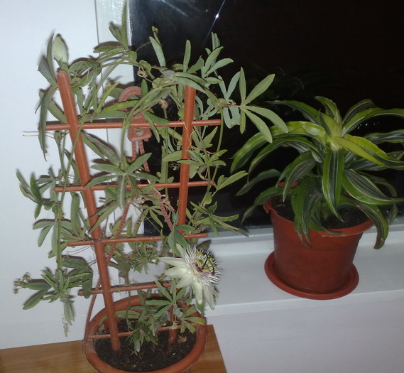 78 - FLORILE MELE DRAGI