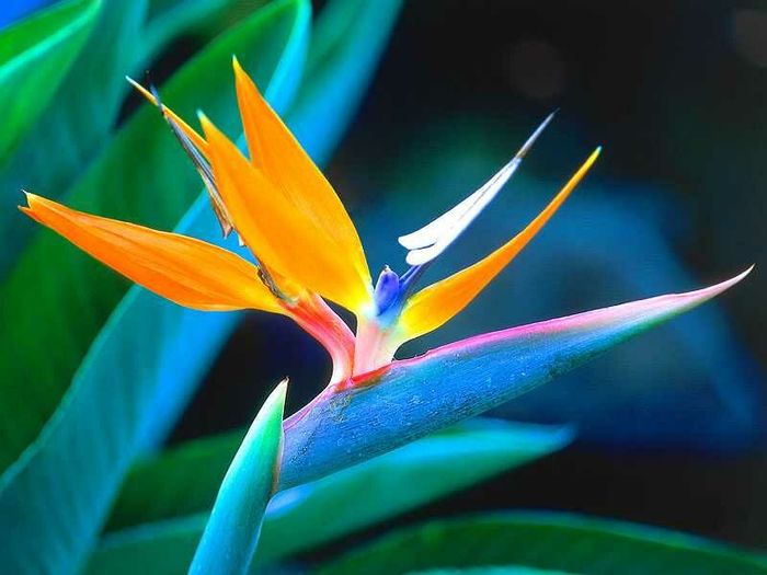 Bird of Paradise Hawaii - flori