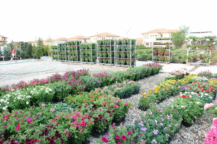 FLORI%20ANUALE%203 - flori