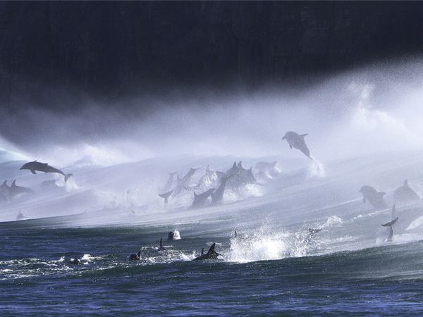 bottlenose-dolphins-surf_3594_600x450