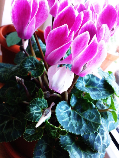 Fotografie1353 - x - Cyclamen