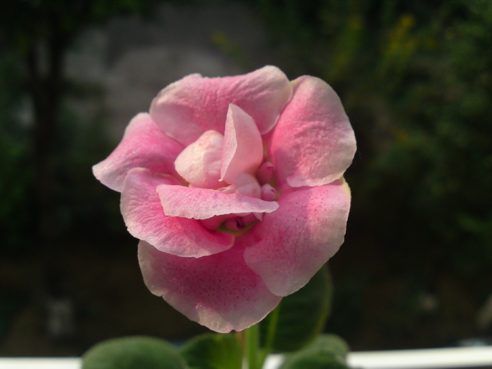 17 aug. - Gloxinii 2006-2010