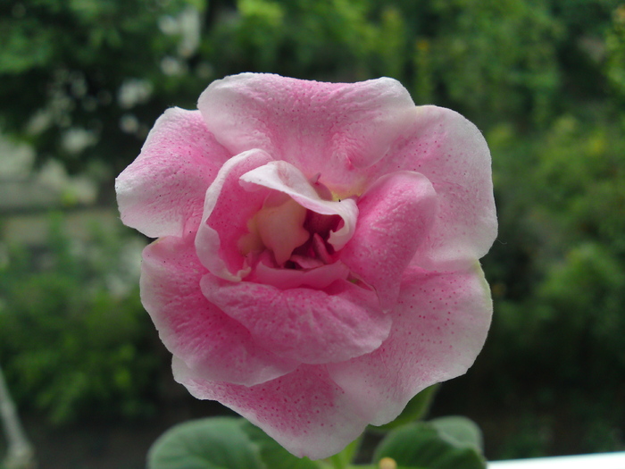 18 aug. - Gloxinii 2006-2010