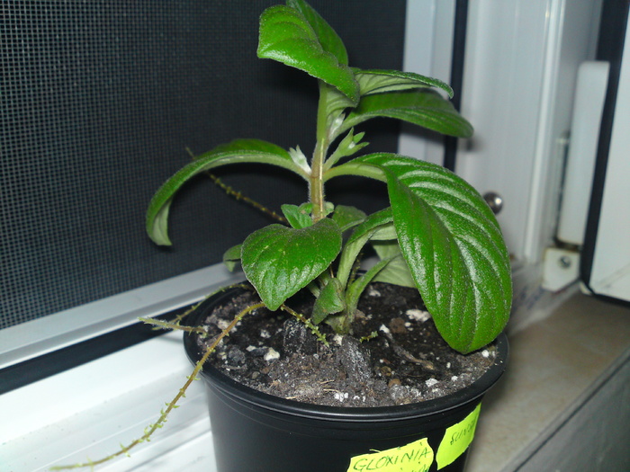 Sunset Bolivian de la Nina - Gloxinii 2006-2010