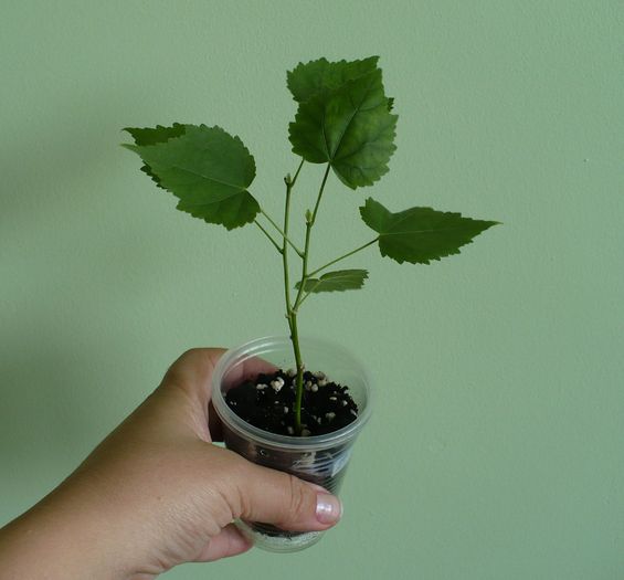 Abutilon roz (6) - vandut SC - Vandute dar neplatite