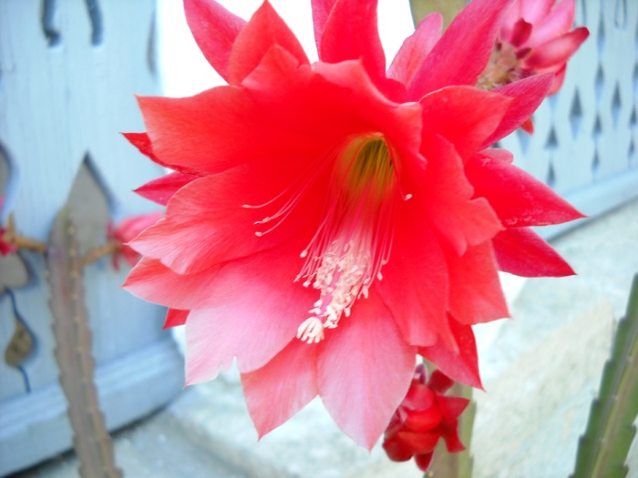 DSCN5716 - flori dragutze 2010