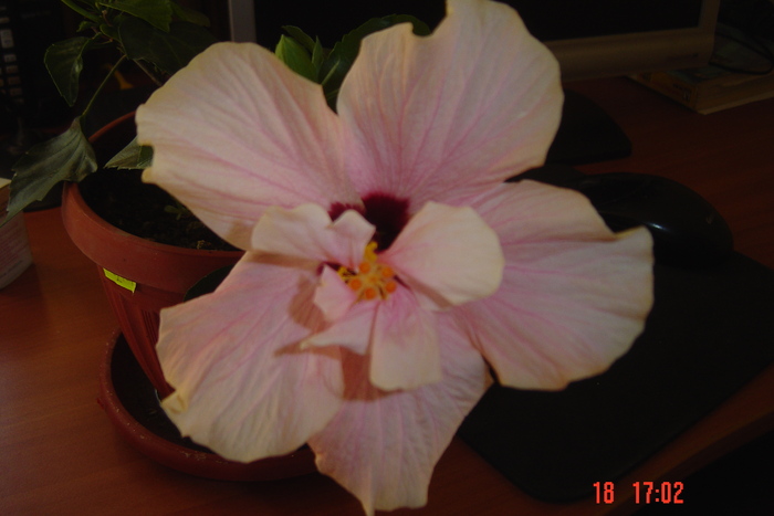 Picture 188 - 09-2012-HIBISCUS