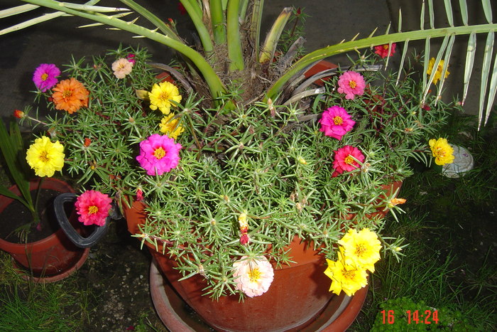 Picture 159 - PORTULACA