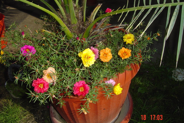 Picture 189 - PORTULACA