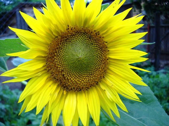 Picture 012a - flori dragutze 2010