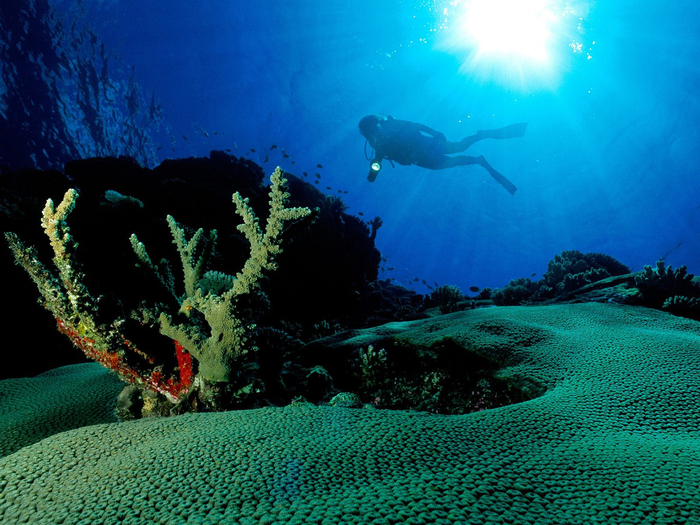 Underwater Wallpaper (24) - Ocean Wallpapers