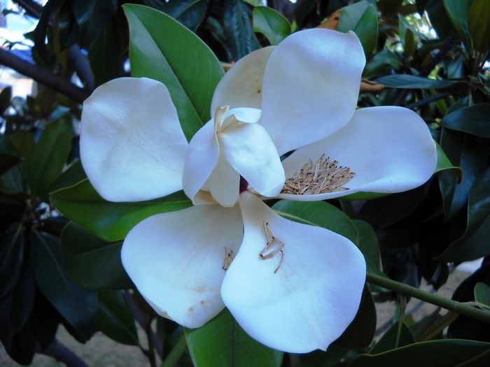 DSCN6905 - flori dragutze 2010