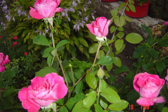 Picture 183 - trandafiri 2010
