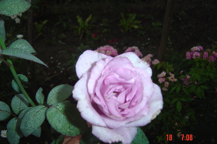 Picture 184 - trandafiri 2010