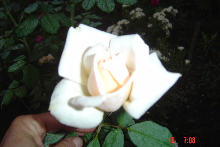 Picture 185 - trandafiri 2010