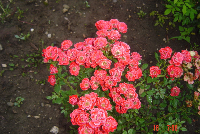 Picture 186 - trandafiri 2010