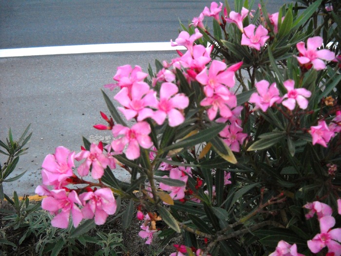 DSCN6177 - flori dragutze 2010