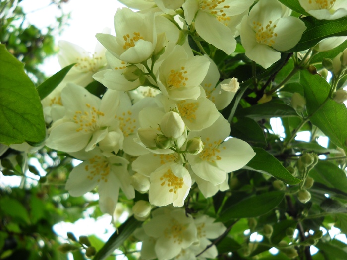 Picture 013a - flori dragutze 2010