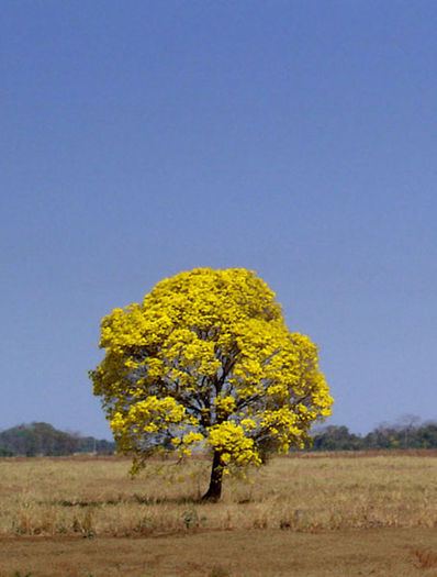 tabebuia-chrysantha