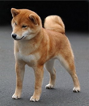 shibainu 3 - rasa shiba inu