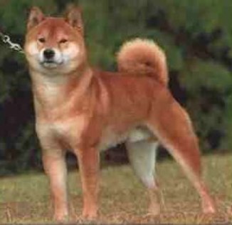 U.JapShibaInu 4