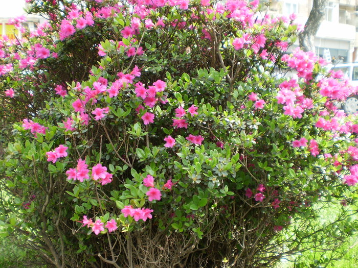 P3010004 - MARIA acasa in gradinita cu flori 2010