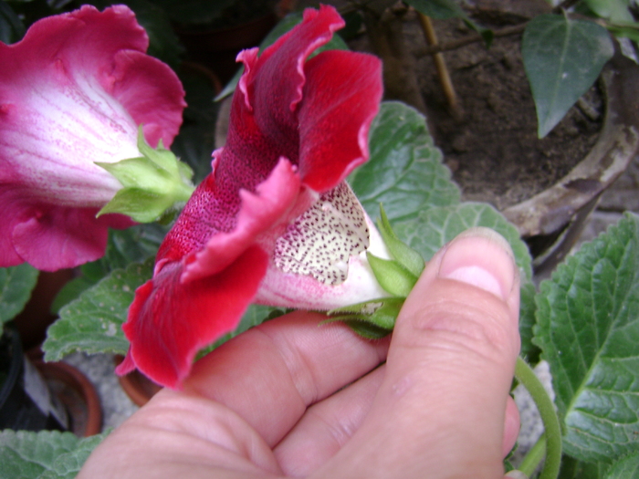 DSC04935 - 2gloxinica accidentata