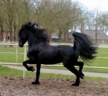 mare_332a62bacd6178799db5c9445bb74674[1]