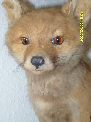 V165; Vulpita decor3
