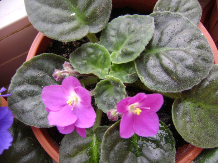 Optimara Dali - violete