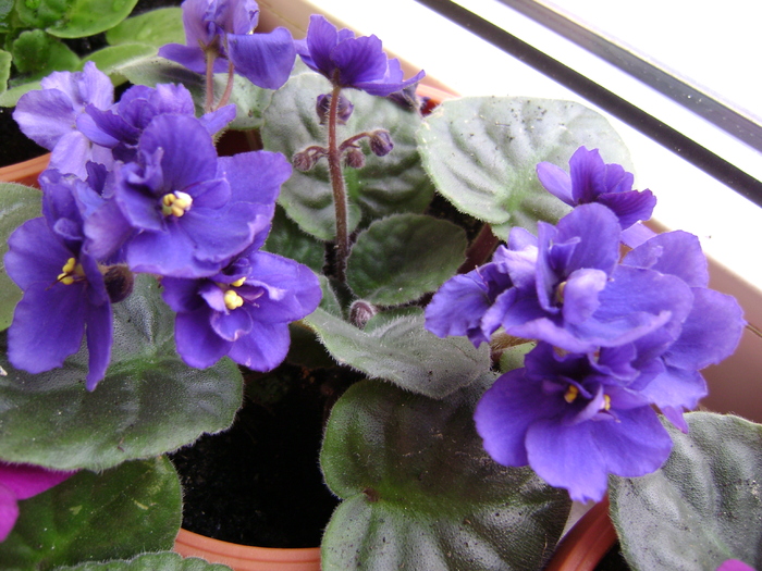 DSC04946 - violete