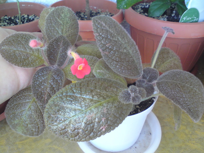 Metallica (1) - Episcia