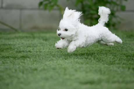 very-cute-puppy - Pentru QueenSeondeok