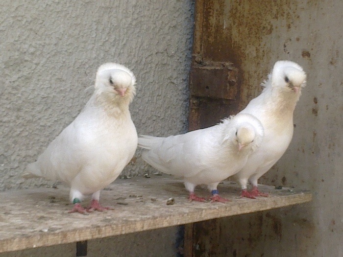 %u0635%u0648%u0631%u0629%u0660%u0661%u0669%u0669 - Kiskunfeleghaza-pigeons