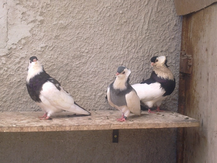 %u0635%u0648%u0631%u0629%u0660%u0661%u0669%u0664 - Kiskunfeleghaza-pigeons