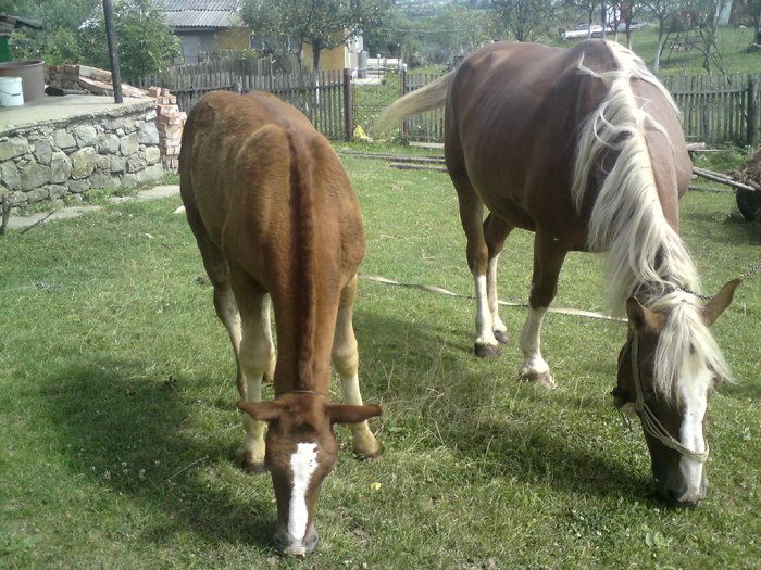 iapa izabela cu manz - animale diverse