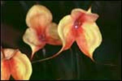 orhidee_m