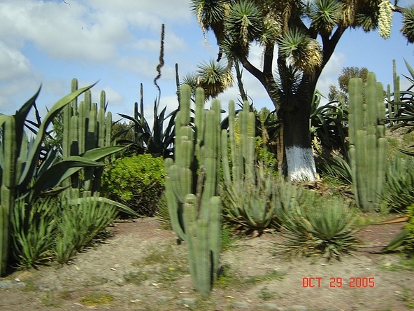 Poza Mexic22