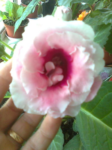 gloxi roz pal cu floare dubla - gloxinia 2010