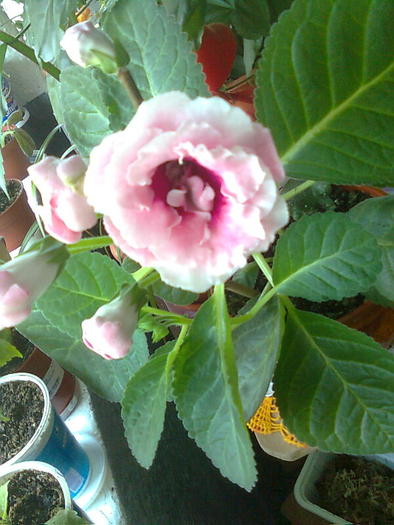 gloxi roz pal cu floare dubla - gloxinia 2010
