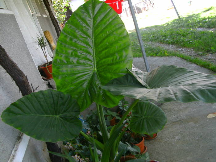 PICT1761 - Colocasia