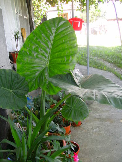 PICT1760 - Colocasia